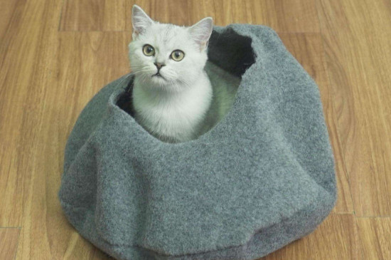 10度猫会觉得冷吗