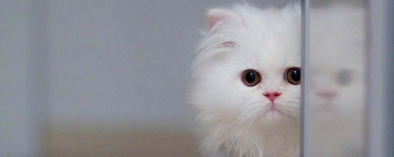 小猫尿失禁能自愈吗
