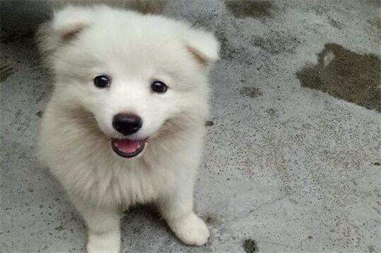 萨摩耶幼犬怎么养，饮食合理清洁卫生并定期接种疫苗