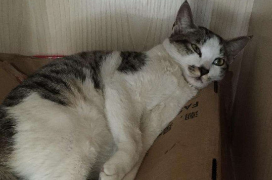 土猫有必要吃猫粮吗