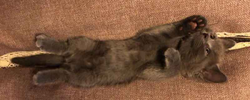 猫咪全身无力一直躺着