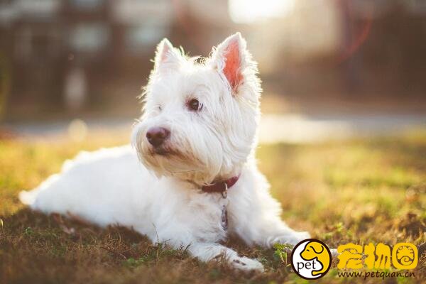 如何教狗狗定点大小便，掌握方法从幼犬开始训练