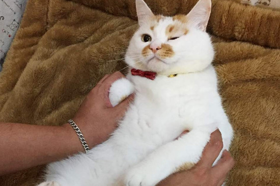 猫会传播鼠疫吗