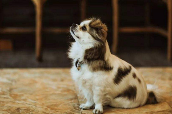 狗喝可乐怎么补救