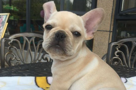 斗牛犬眼睛红正常吗