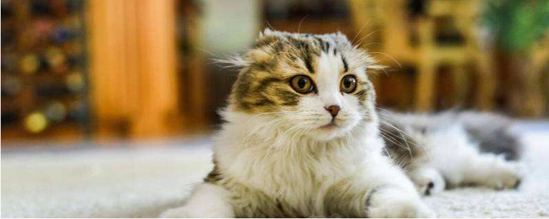 猫咪认主需要多久