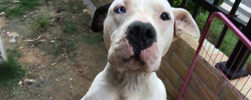 斯塔福犬几个月爆头