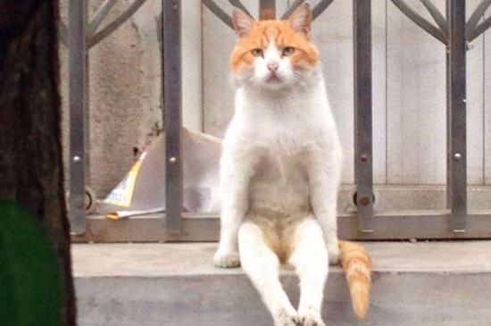 猫一个人在家能撑几天