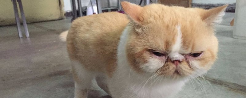 加菲猫泪痕严重怎么办
