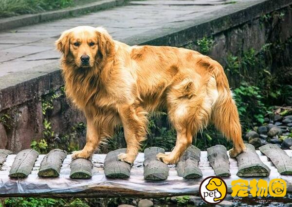 金毛犬的训练方法，金毛很聪明训练起来很快