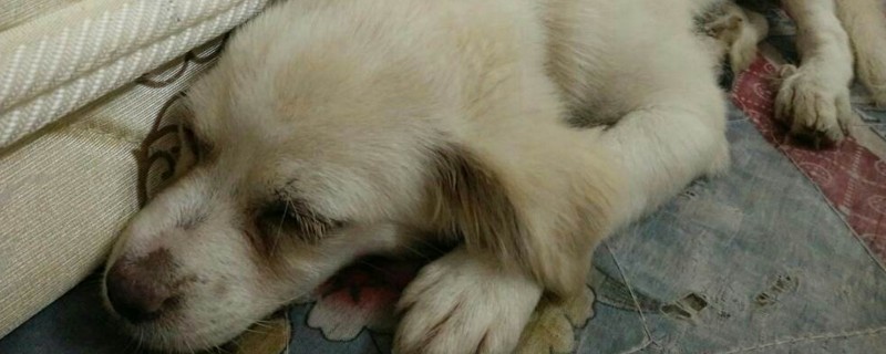 怎么给狗狗挤肛门腺
