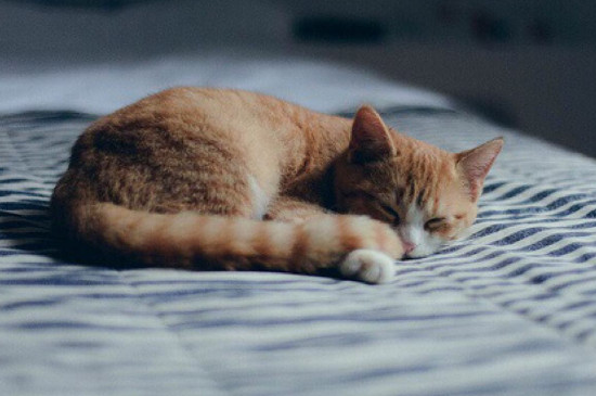猫睡在枕头旁说明什么，猫睡觉位置和主人关系