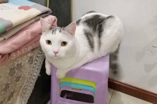猫不去猫砂盆去拉屎