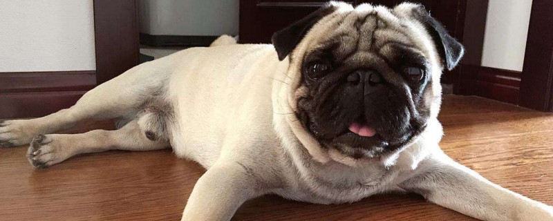 巴哥犬为什么身上很臭