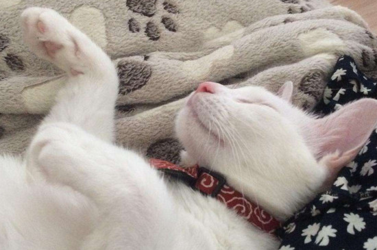 床上都是猫毛会得病吗