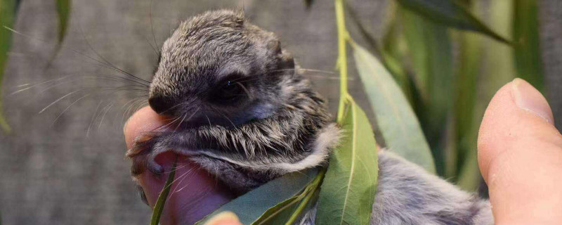 飞鼠养多久认主人