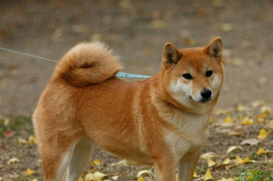 养柴犬是种怎样的体验，爱掉毛个性强出门必须要盯好