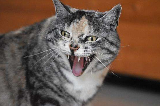猫咪挠人咬人怎么办