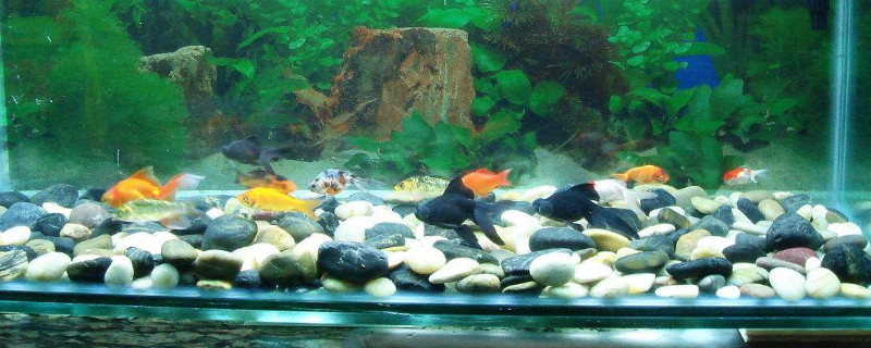 水族箱新手养什么鱼