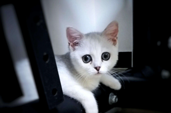 猫疫苗打几针，三针多联疫苗一针狂犬疫苗