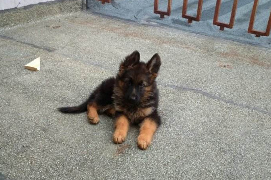 德牧幼犬喂养技巧