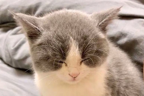新手养猫注意事项，初学者养猫攻略