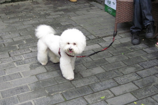 泰迪狗肚子咕咕响怎么回事