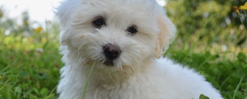 幼犬粮吃到几个月