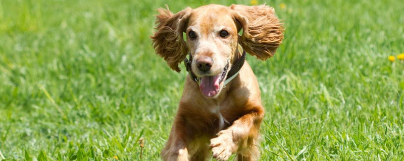 可卡犬要死亡的征兆