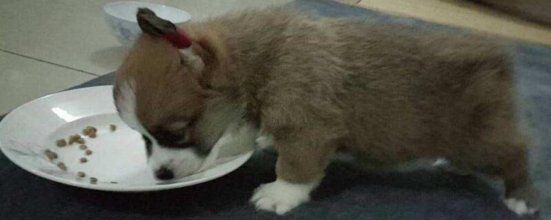 各年龄段柯基喂食量