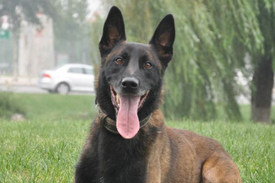 家养马犬要注意什么，这三个禁忌应避免触犯