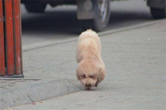 狗脚丫子烂了怎么办