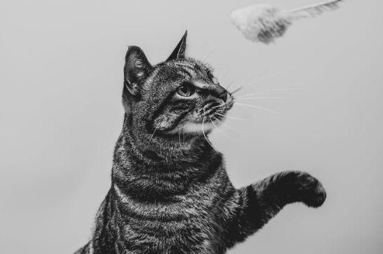 猫怎么判断是尿路感染