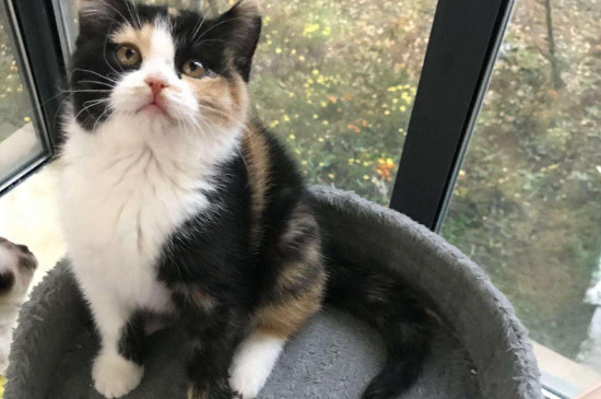 猫肚子腹水是什么症状