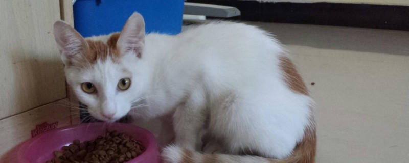 1个半月的猫怎么去跳蚤