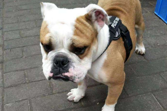 养英国斗牛犬后悔了怎么办，千万别遗弃不行就送宠物店