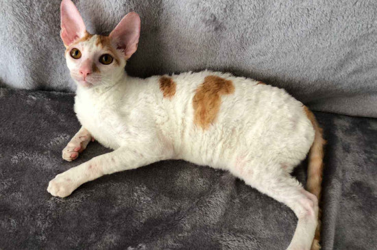 适合家养的小型猫