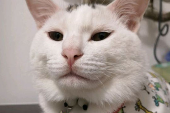 猫突然流透明口水