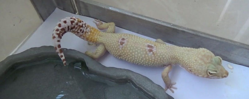 豹纹守宫养多久熟悉人