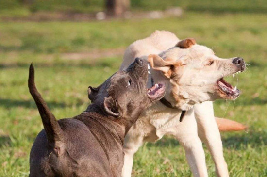 比特犬为什么见狗就咬