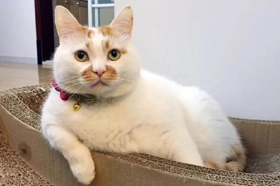 死猫能丢垃圾桶吗