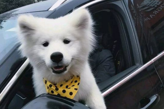 狗为什么歪头