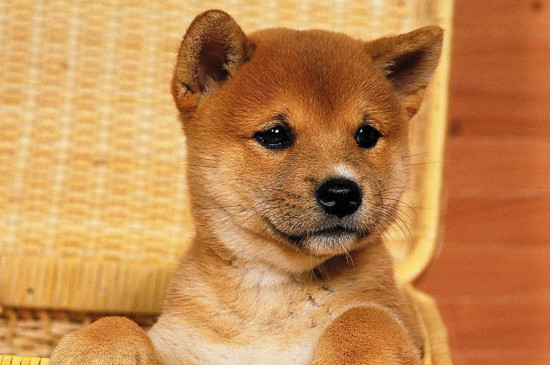 为什么会禁养中华田园犬
