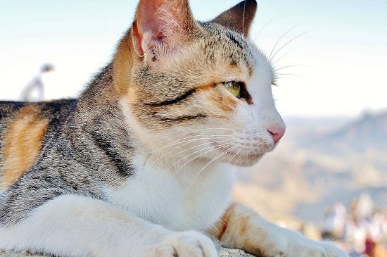 猫耳朵往后是什么意思