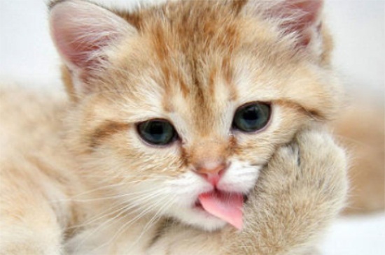 猫吃饭吗