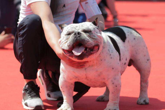 美国恶霸犬有攻击性吗