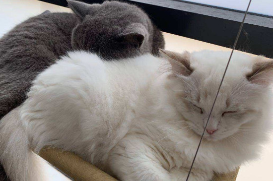 猫怕什么