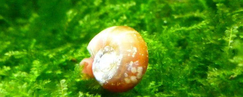 苹果螺爆缸危害