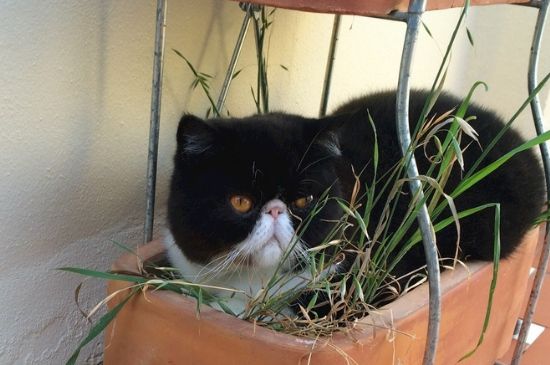 猫咪抓伤出血要打针吗