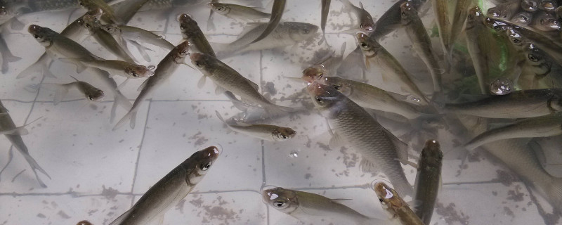 养小鱼多久换一次水